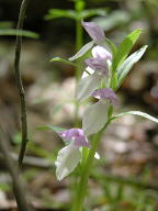 Showy Orchis