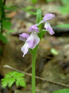 Galearis spectabilis forma willeyi