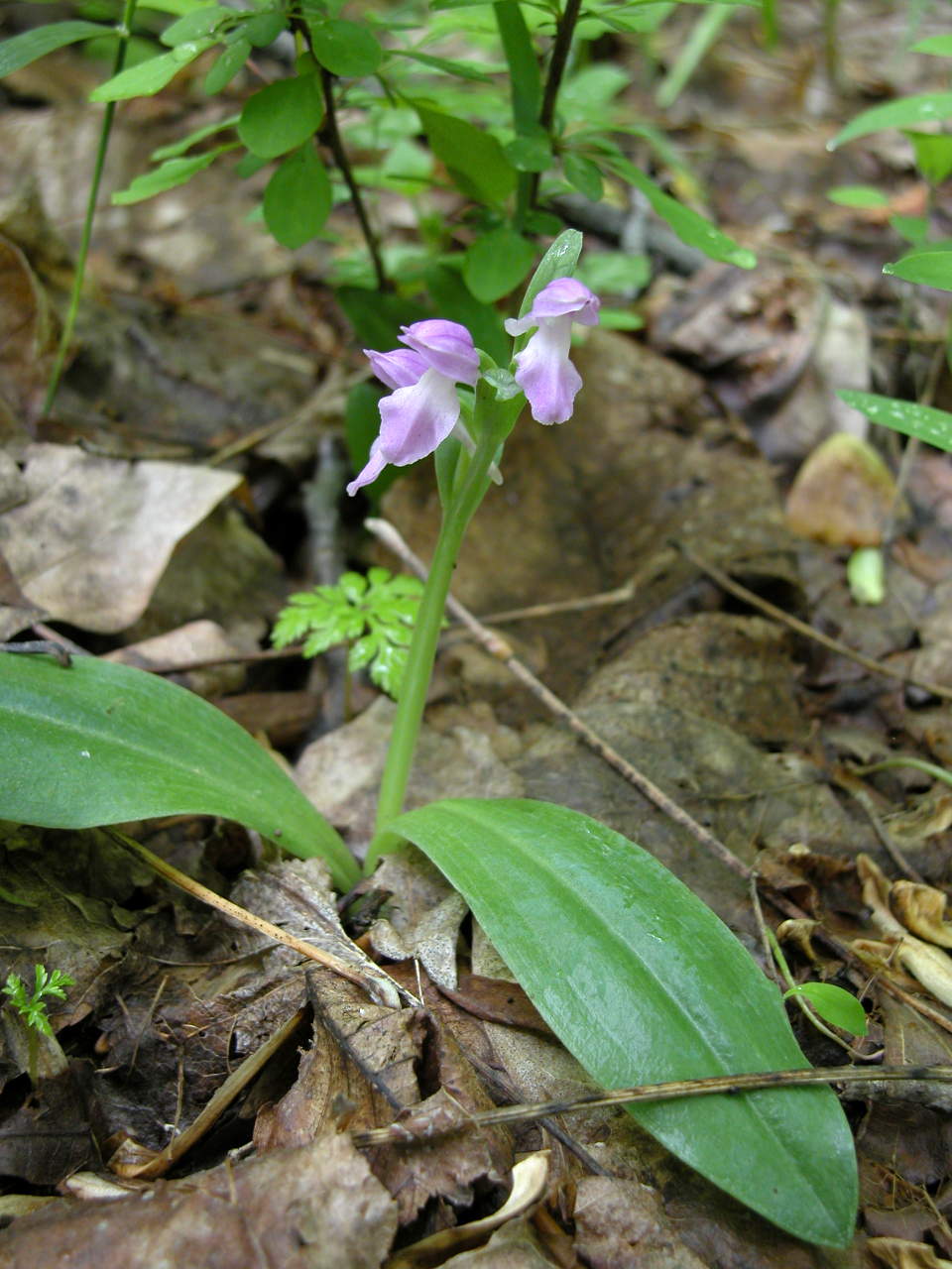 Purple-Flowered Showy Orchis