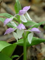 Galearis spectabilis