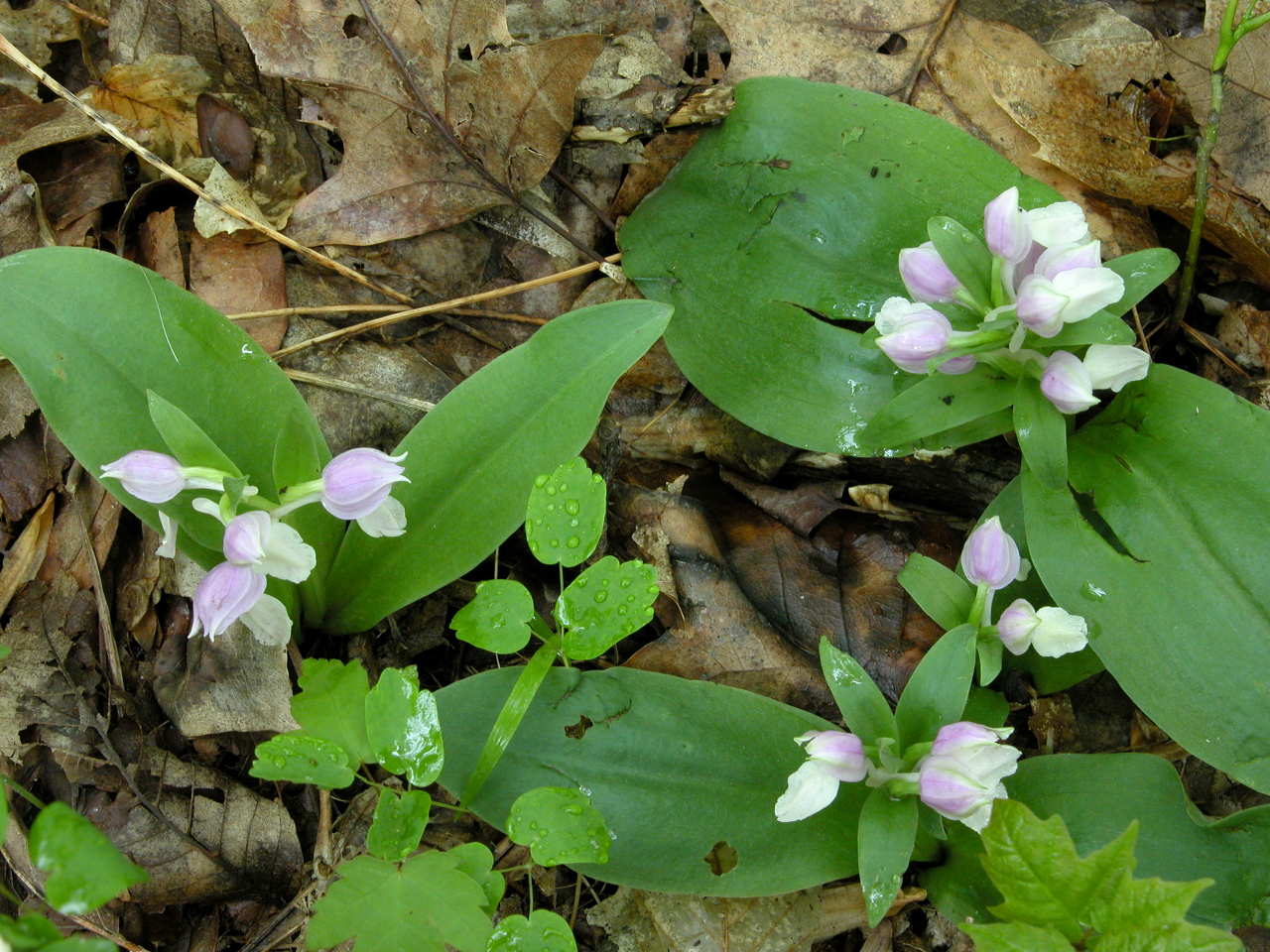 Showy Orchis