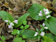 Galearis spectabilis