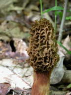 Morel