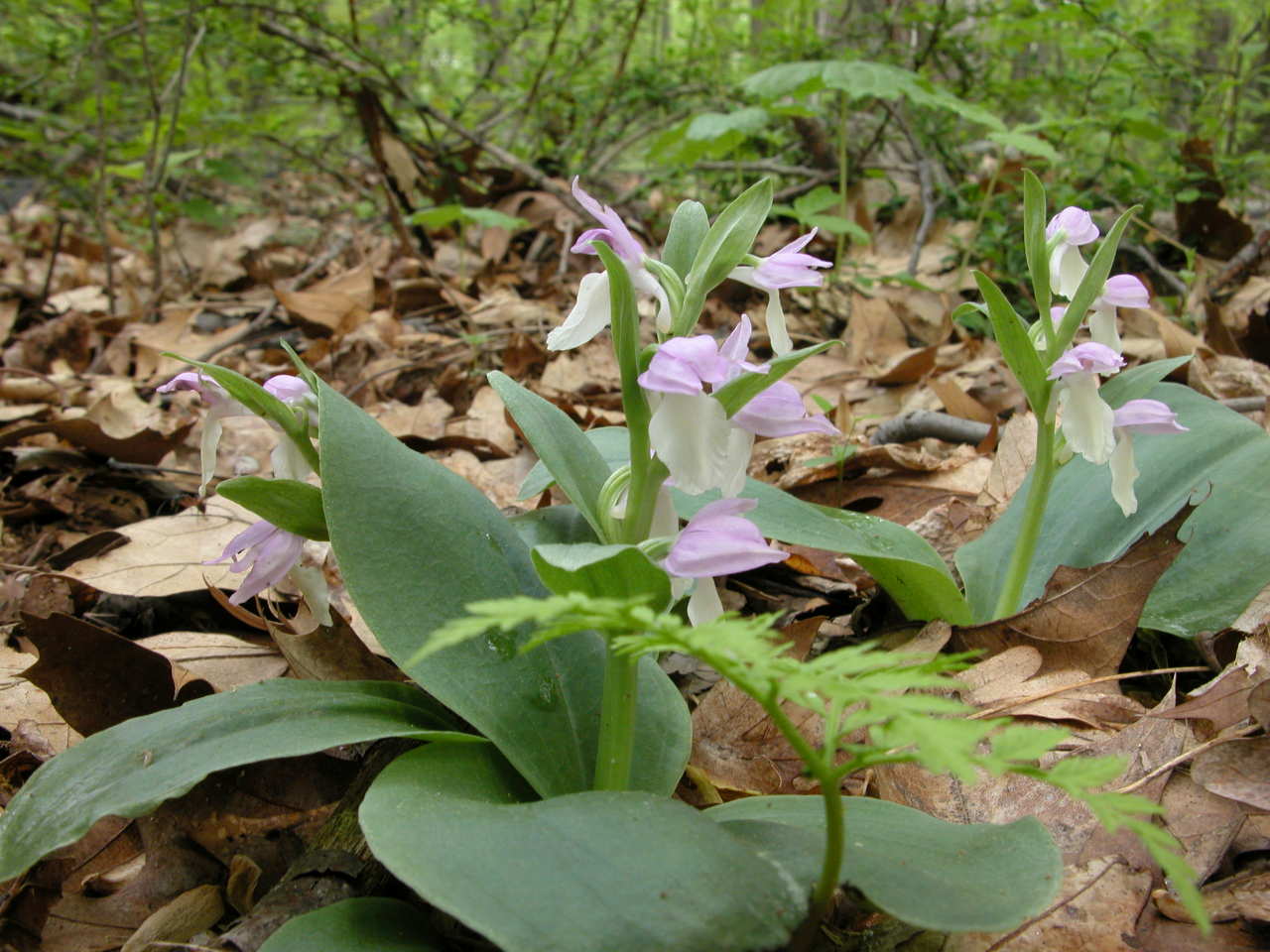 Showy Orchis