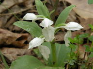 Galearis spectabilis forma gordinierii