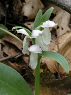 Galearis spectabilis forma gordinierii