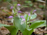 Showy Orchis