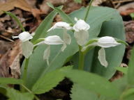 Galearis spectabilis forma gordinierii