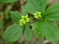 Ranunculus recurvatus