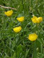 Bulbous Buttercup