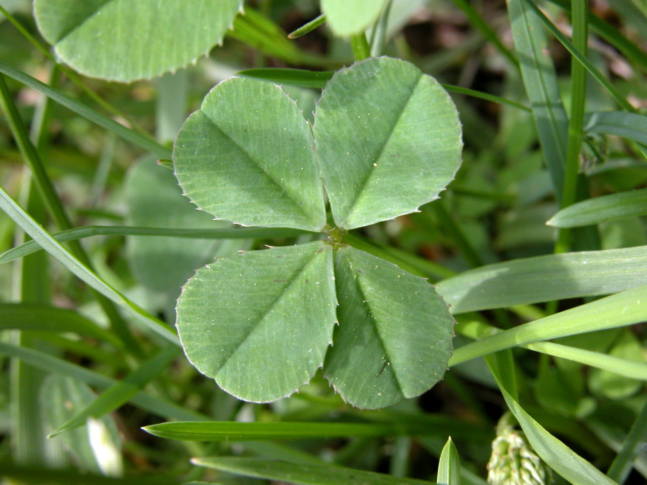 White Clover