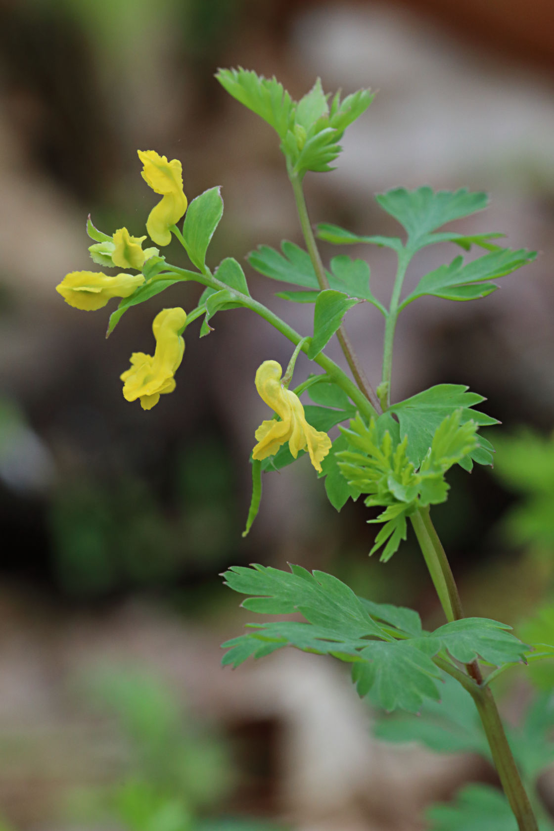 Short-Spurred Corydalis