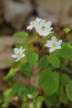 Thalictrum thalictoides