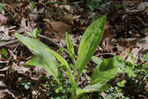 Cynoglossum virginianum