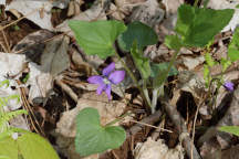 Viola villosa)