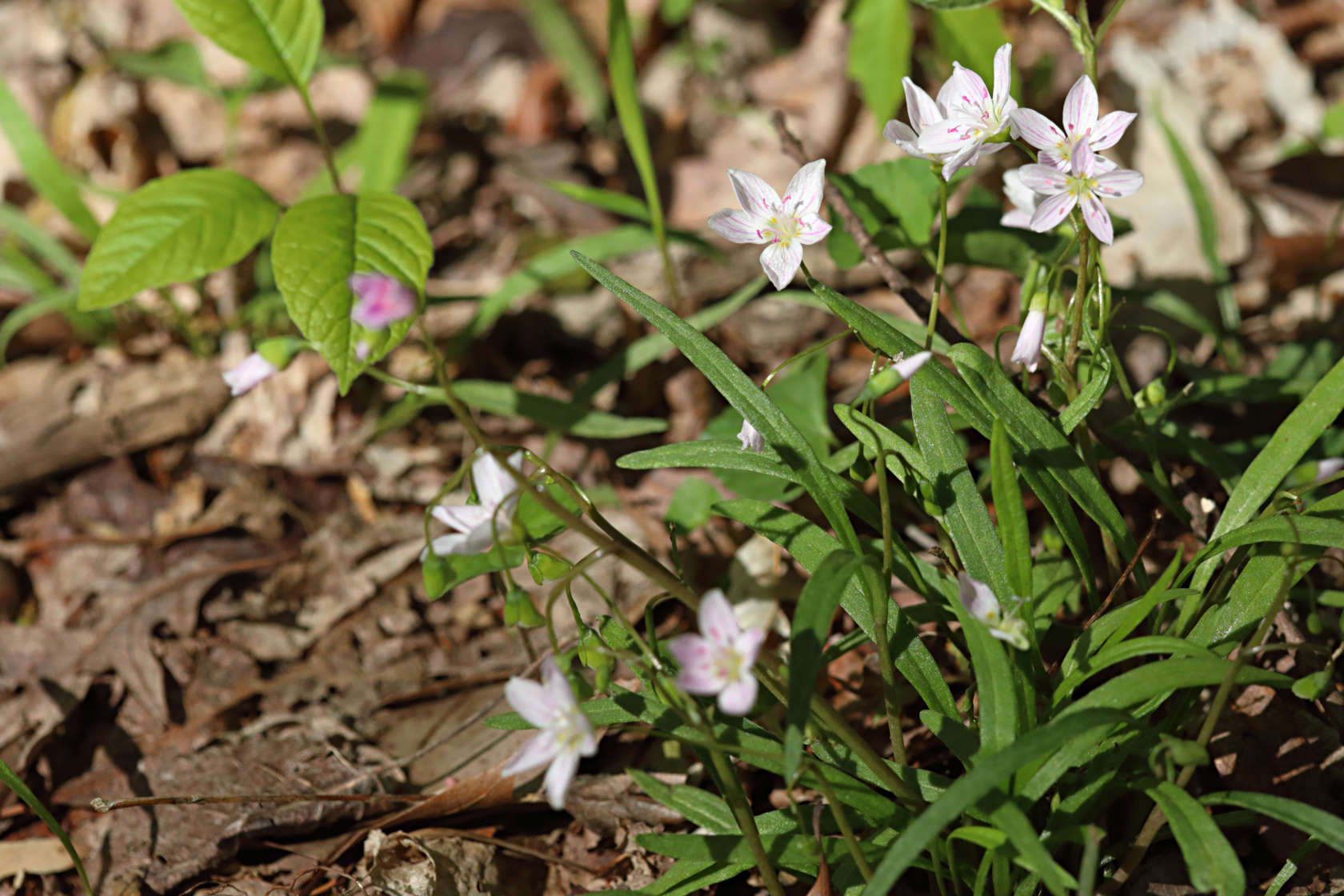 Spring Beauty