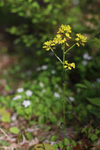 Barbarea vulgaris