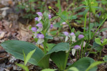 Galearis spectabilis