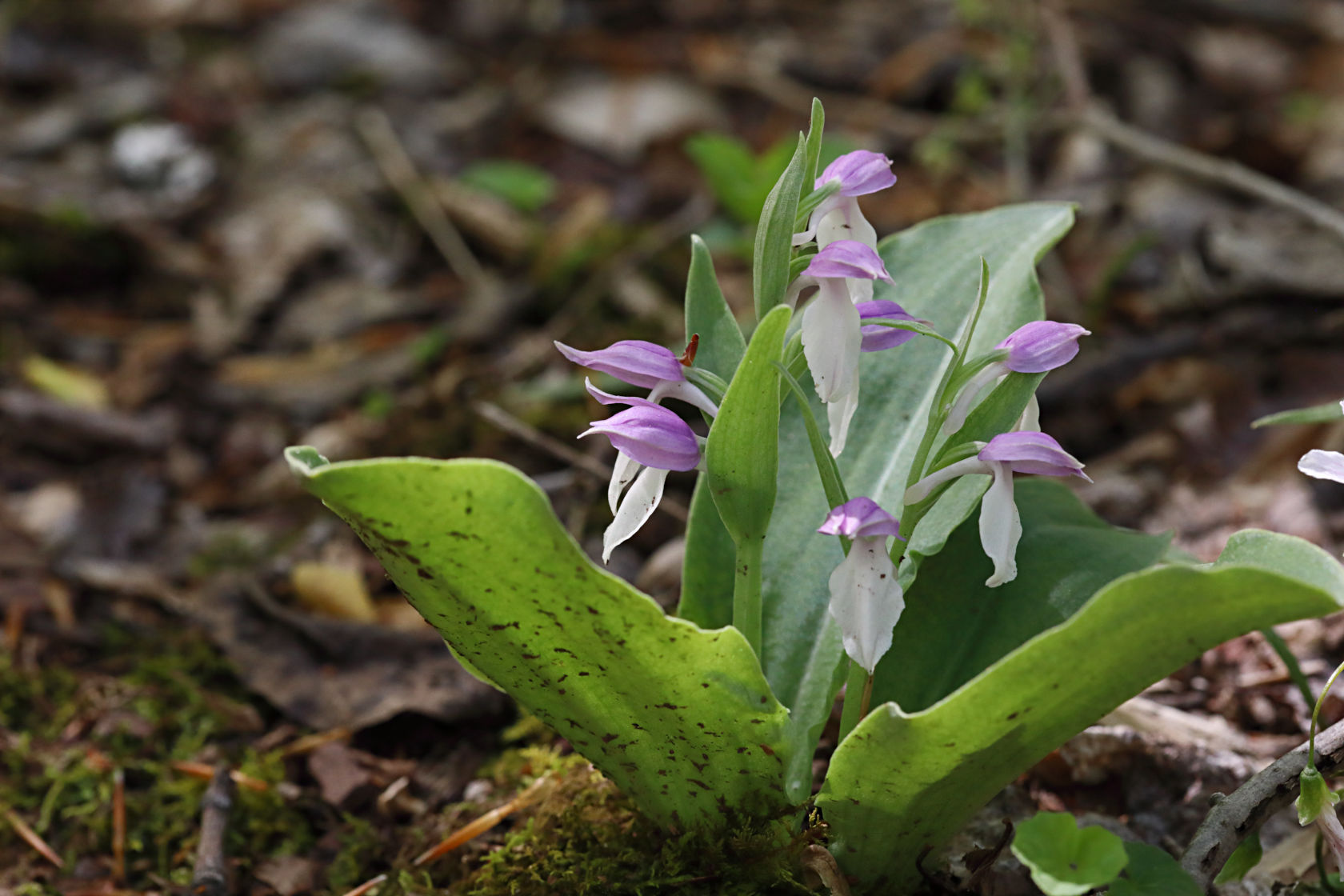 Showy Orchid