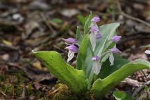 Showy Orchid