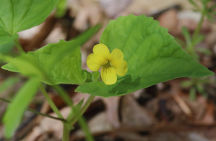 Downy Yellow Violet