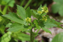 Ranunculus recurvatus