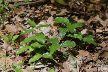 Maianthemum racemosum