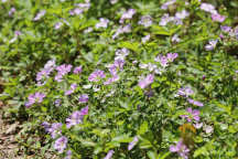 Wild Geranium