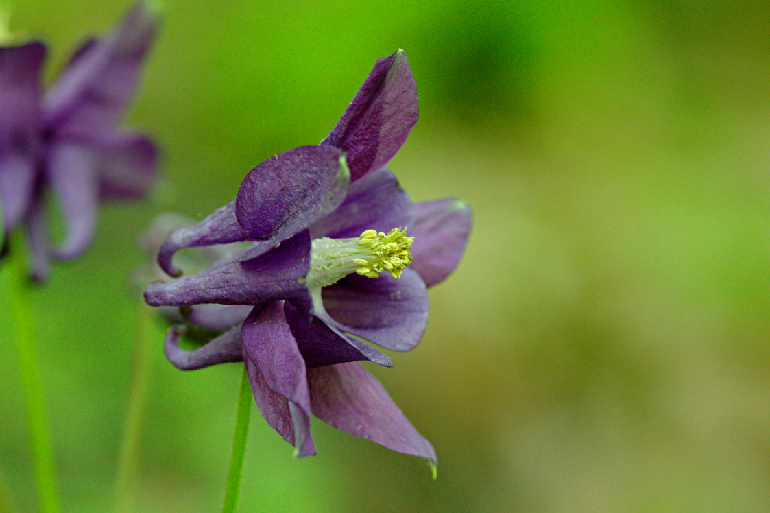 Columbine