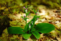 Showy Orchis