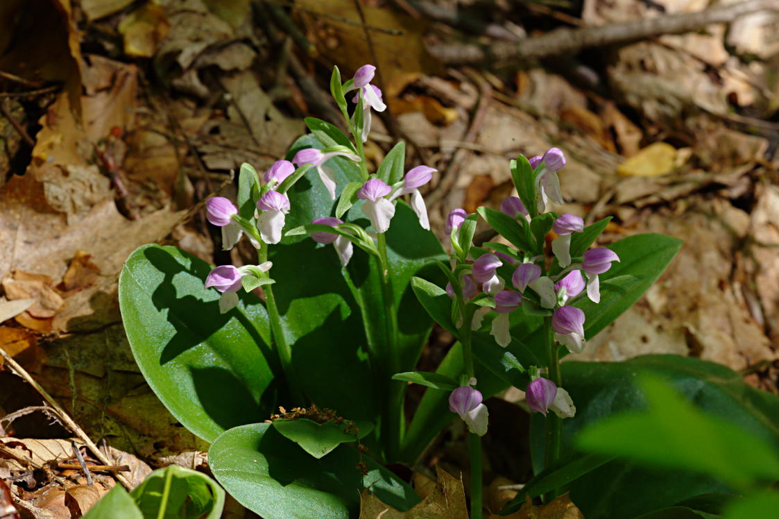 Showy Orchis