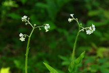 Cynoglossum virginianum