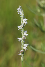 Spiranthes vernalis