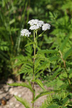 Achillea millefolium var. occidentalis