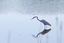 Great Egret