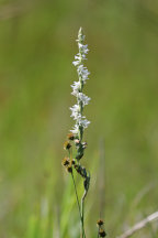 Spiranthes vernalis