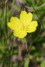 Oenothera fruticosa