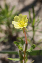 Oenothera laciniata