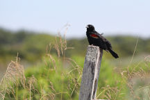 Red-Winged Blackbird