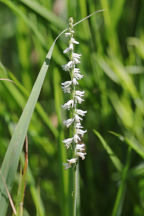 Spiranthes vernalis