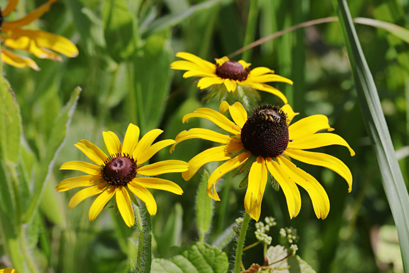 Black Eyed Susan