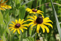 Rudbeckia hirta