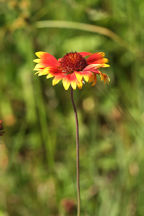 Gaillardia pulchella