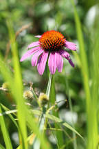 Echinacea purpurea