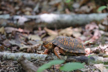 Eastern Box Turtle