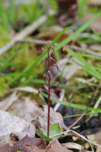 Listera australis