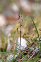 Listera australis