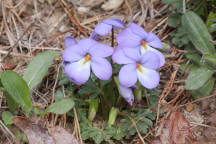 Viola pedata