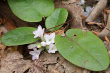 Trailing Arbutus