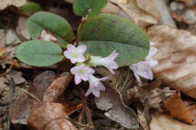 Epigaea repens